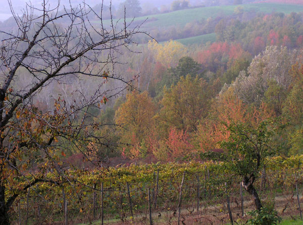 autunno  in monferrato